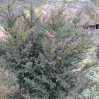 紅豆杉，楠木，黃楊木