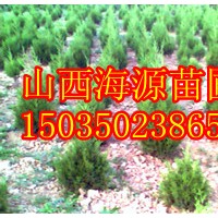 山西檜柏價(jià)格檜柏圖片檜柏哪里有運(yùn)城檜柏