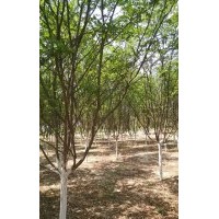 紫薇、龍柏、塔柏、紫荊、金葉女貞、櫻花