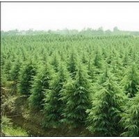 苗木專業(yè)戶－南京泉江苗圃常年低價(jià)銷售雪松廣玉蘭紅葉石楠蜀檜