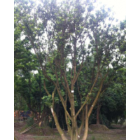 成都供應(yīng) 樂昌含笑 楊梅 香樟 茶條槭 紫薇 天竺桂 黃葛樹 小葉榕