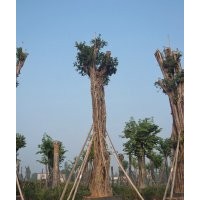 黃葛樹(shù)大樹(shù)專銷(xiāo)