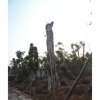 長(zhǎng)期供應(yīng)各種規(guī)格的黃葛樹(shù)大樹(shù)，歡迎來(lái)電咨詢及訂購(gòu)！