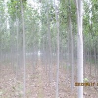 聊城窄冠毛白楊.無飛絮毛白楊