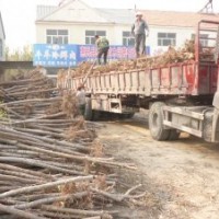 榆樹優(yōu)良榆樹基地