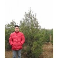 3米白皮松產(chǎn)地 山東3.5米白皮松 北京3米白皮松