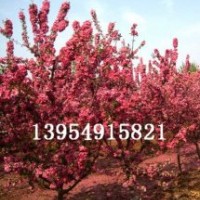 北美海棠，北美海棠芽苗，木瓜海棠，木瓜苗。流蘇苗，果樹(shù)苗