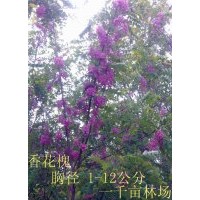 供應(yīng)旱柳 國槐 金葉復(fù)葉槭