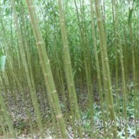 竹柳種苗銷售服務(wù)中心