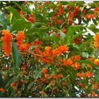 湖南桂花，湖南丹桂，湖南茶花，湖南茶梅，湖南杜鵑