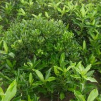 高度1米法青，價(jià)格5.2元/棵