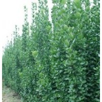 直徑2-3公分北海道黃楊樹