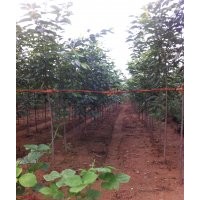 山東省諸城市豐邦苗木專業(yè)合作社