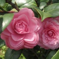 茶花養(yǎng)殖技術(shù)