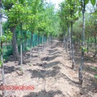 供應(yīng)北美海棠、高原之火海棠、珠穆朗瑪海棠