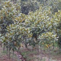 供應(yīng)桂花 廣玉蘭