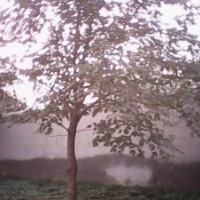 大量出售各種規(guī)格，構(gòu)樹。