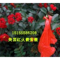 紅火箭紫薇(圖)