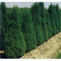 大量供應金葉榆.丁香