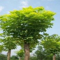 河北白蠟種植基地