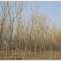 河北廠家出售大量的國槐樹