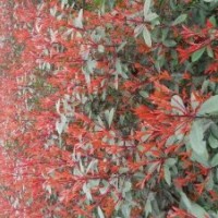 低價(jià)出售紅葉石楠、千竺桂、紫薇