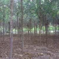 大量供應(yīng)毛白楊，速生楊，國槐，白蠟，柳樹，法桐，榆樹。