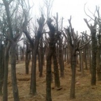 供應(yīng)15-50公分國槐 白蠟小苗