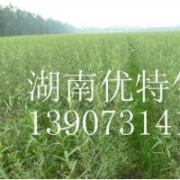 竹柳工程苗批發(fā)