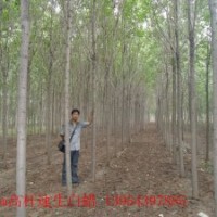 供應(yīng)山東白蠟國槐