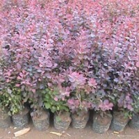 紅葉小檗|陜西營(yíng)養(yǎng)缽紅葉小檗工程應(yīng)用范例