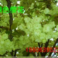 紅葉櫻花，綠色櫻花，紅色雙櫻花，單櫻花