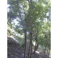 售8到10的國槐4萬棵，10到30的國槐