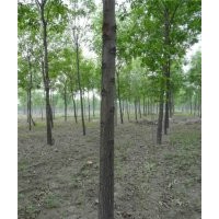 超低價供應國槐、白蠟、大葉女貞、紫薇、垂柳