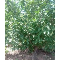 金玉苗木長期供應(yīng)京紅海棠樹