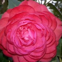 買山茶花怎么挑