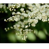 十公分暴馬丁香,十五公分暴馬丁香,八公分暴馬丁香