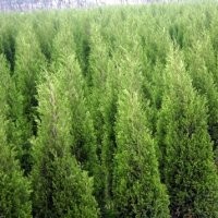 供應(yīng)各種綠化營(yíng)養(yǎng)杯苗木。喬木。法桐.銀杏.國(guó)槐等