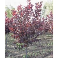 紫葉稠李樹(shù)苗