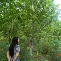 供應(yīng)：10-13CM櫻花，三千棵