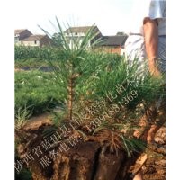 銷售1-7米白皮松綠化工程苗占地苗