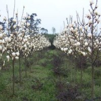 白玉蘭，南京白玉蘭最新報價——南京江北雪松苗圃場
