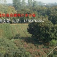 河南花木價格，河南苗木價格，廣玉蘭價格，石楠價格，八月桂花價