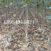 北美海棠大苗，北美海棠芽苗成品苗，木瓜苗，流蘇苗，果樹(shù)苗