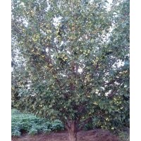 金玉苗木常年出售八棱海棠樹(shù)