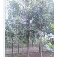 常年銷售毛白楊，107速生楊，國槐，法桐，白蠟，合歡，臭椿，速