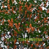 2013年華德堰虹桂基地桂花已經盛開、誠邀品鑒