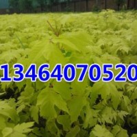 優(yōu)質(zhì)金葉復(fù)葉槭小苗培育基地