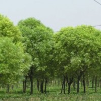 嫁接垂柳海源廠家供應(yīng)