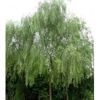 成都柳樹(shù)價(jià)格 成都柳樹(shù)報(bào)價(jià) 柳樹(shù)品種 柳樹(shù)規(guī)格